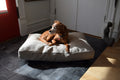Hemp & Organic Latex Dog Bed
