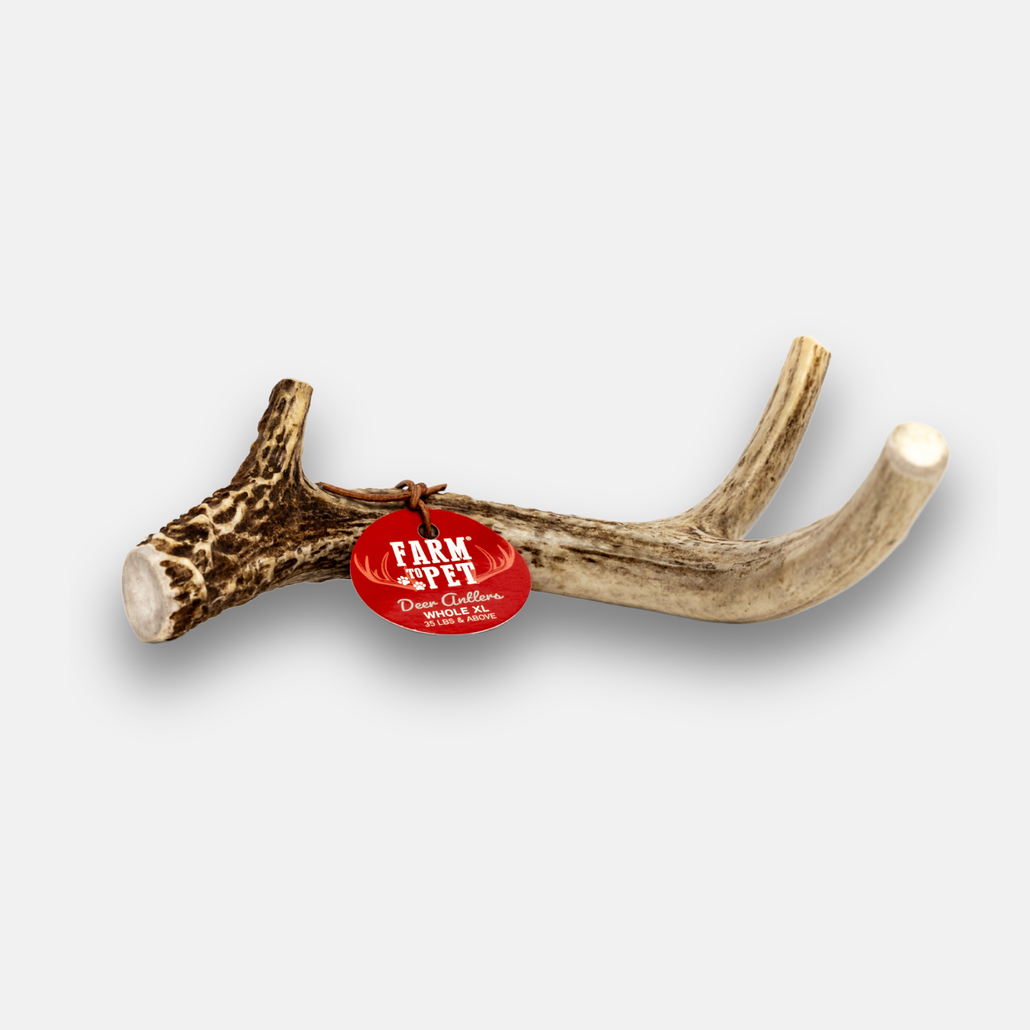 Deer antler dog chew with two curved tines, whole piece for chewing