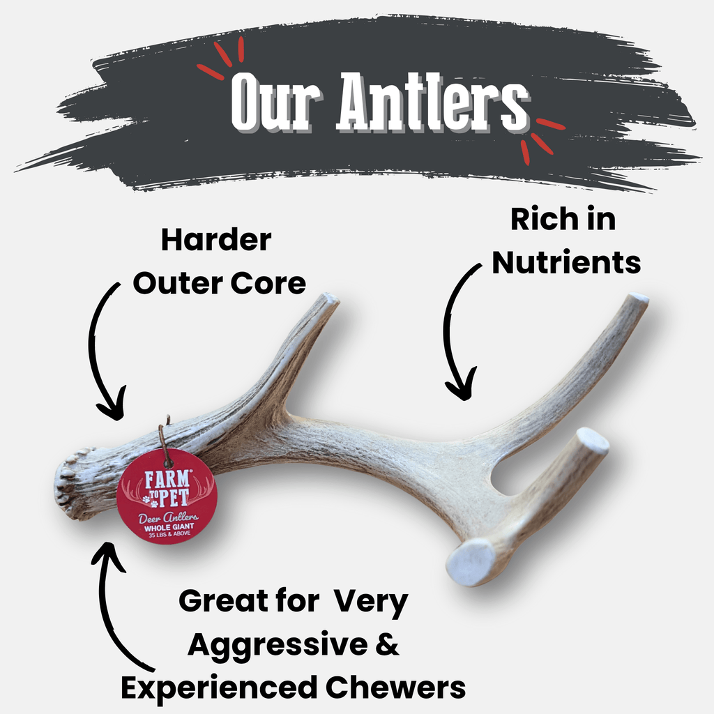 Infographic-style graphic showing deer antler chew hardness and rich nutrients