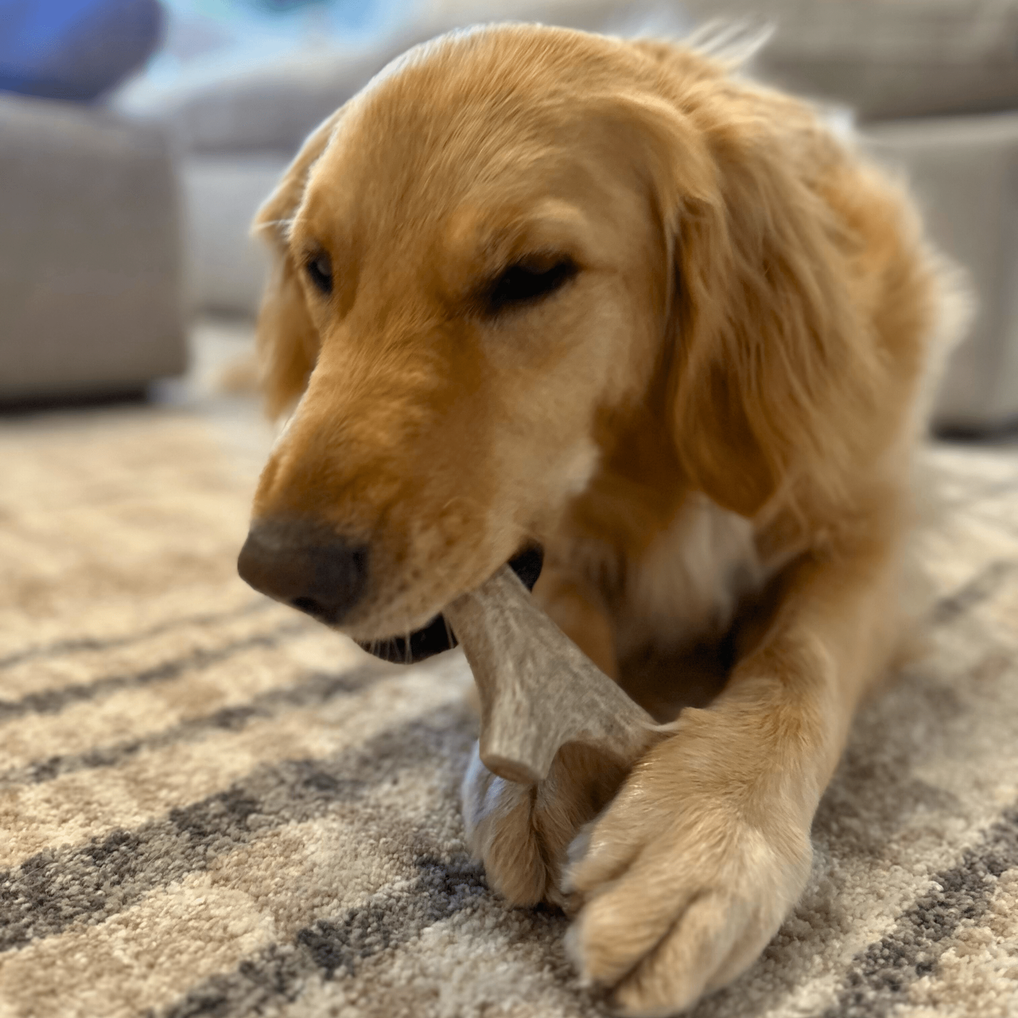 Golden retriever holding a light deer antler dog chew with red tag in mouth