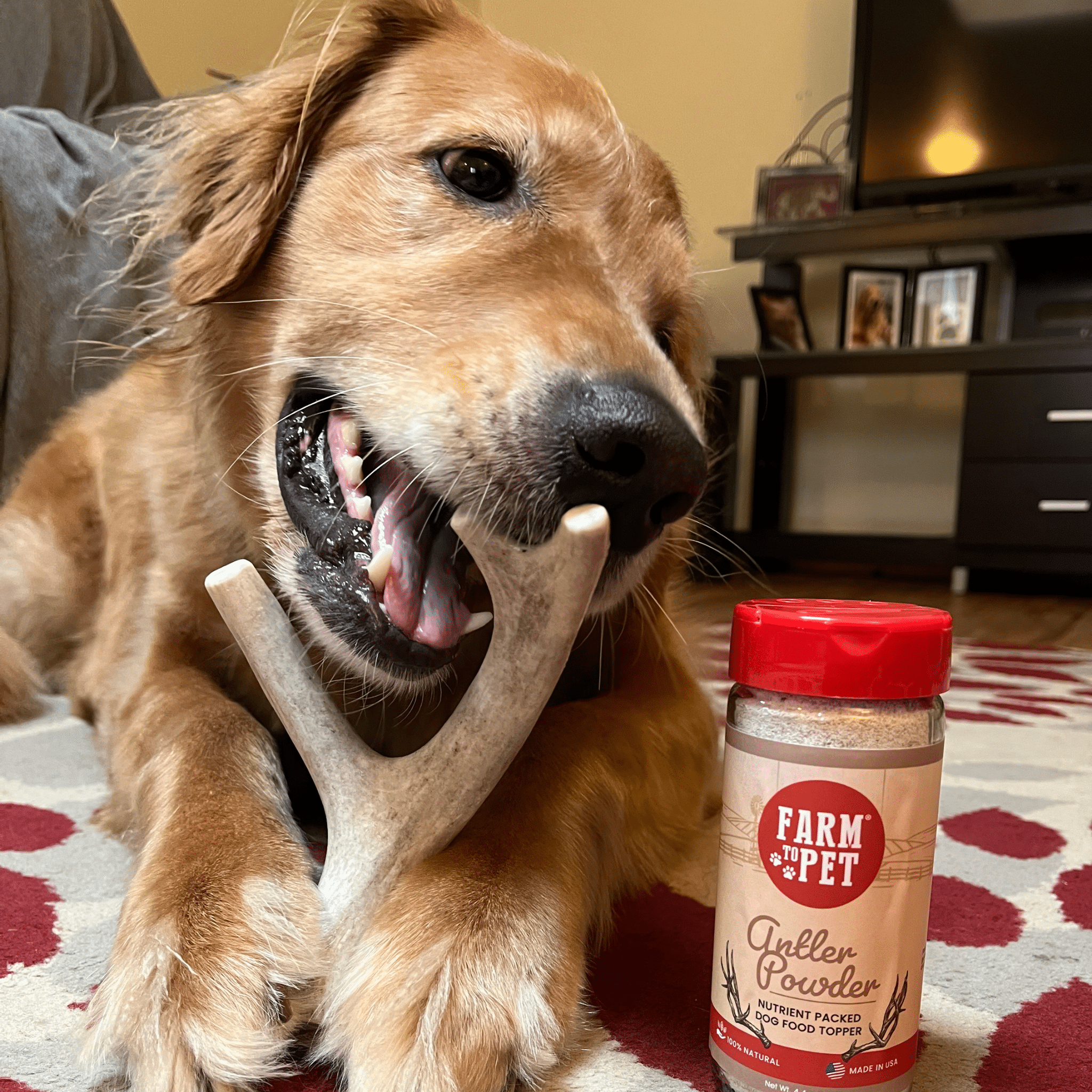Golden retriever chewing a deer antler dog chew with visible red brand tag