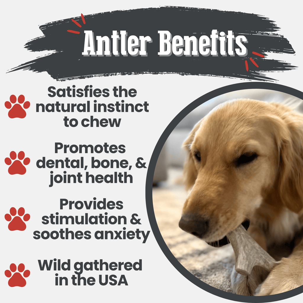 Infographic listing deer antler benefits, promoting dental health and soothing anxiety