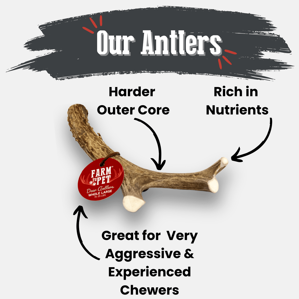 Deer antler dog chew with natural brown antler and red Farm to Pet tag