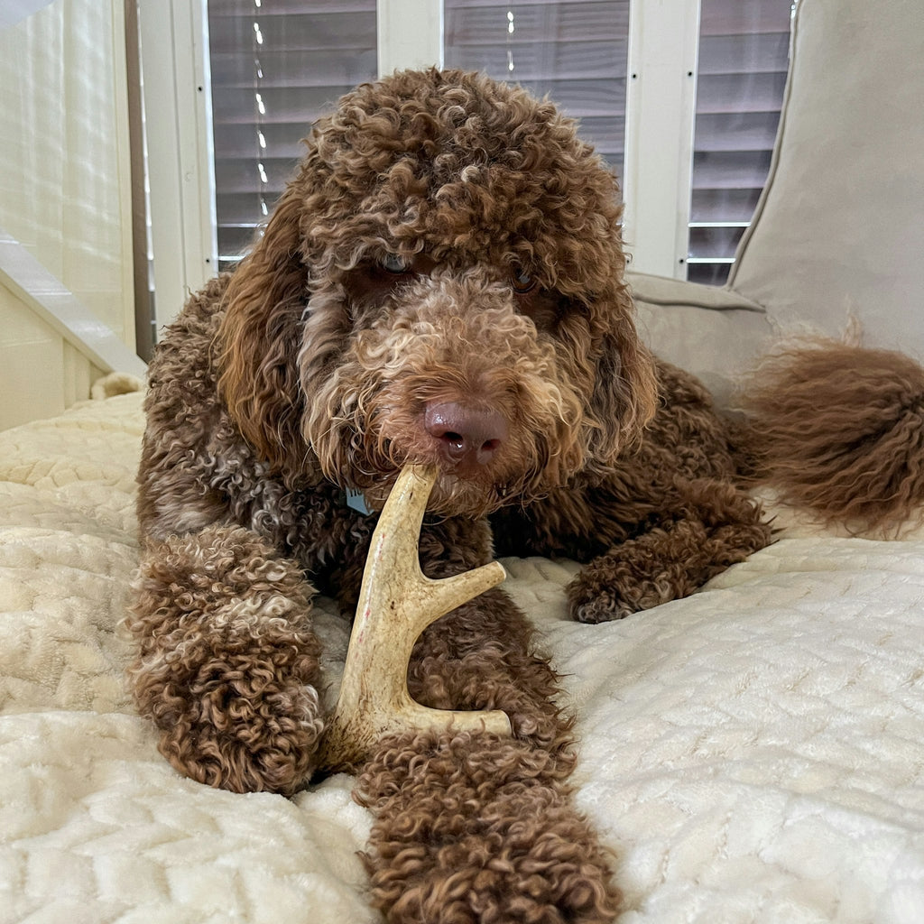 Deer antler dog chew held in a brown curly dog’s mouth on a bed