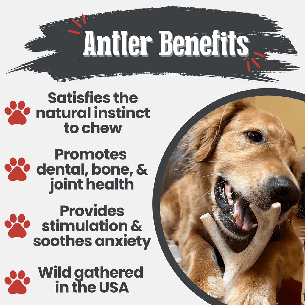 Deer antler dog chew being chewed by a tan dog with red tag