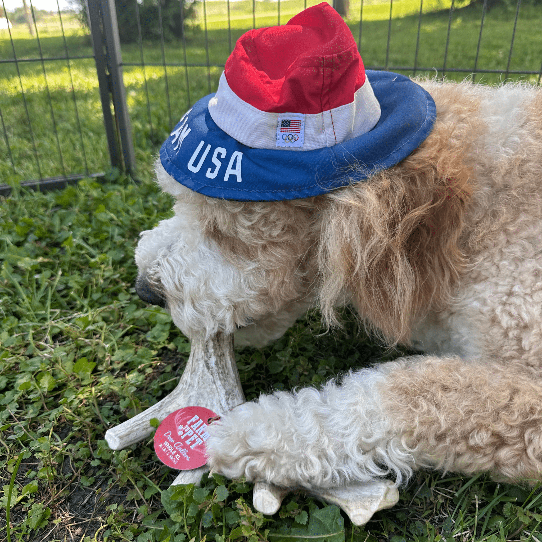 Deer antler dog chew in a dog’s mouth with red Farm to Pet label