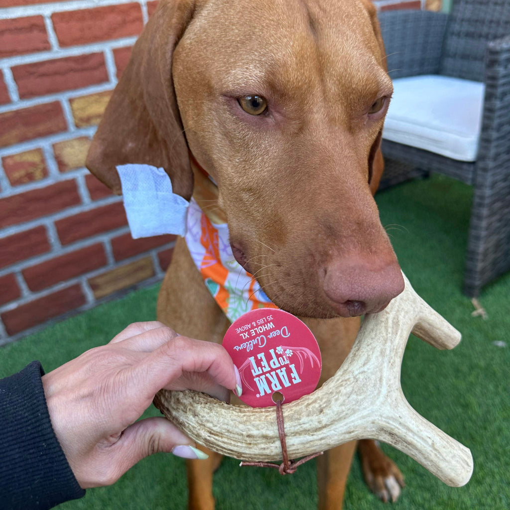 Hand offering a deer antler dog chew to a brown dog; red label attached