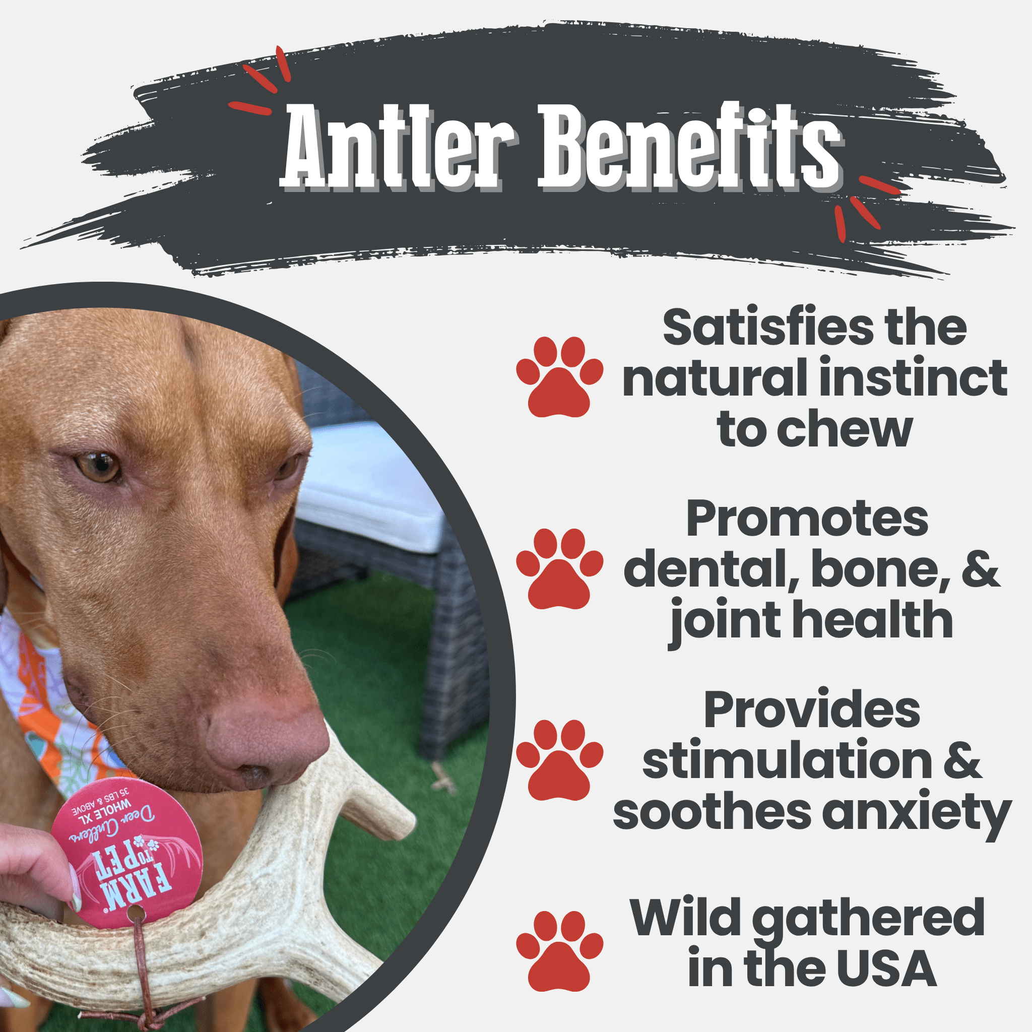 Deer antler dog chew with dog holding the antler in its mouth