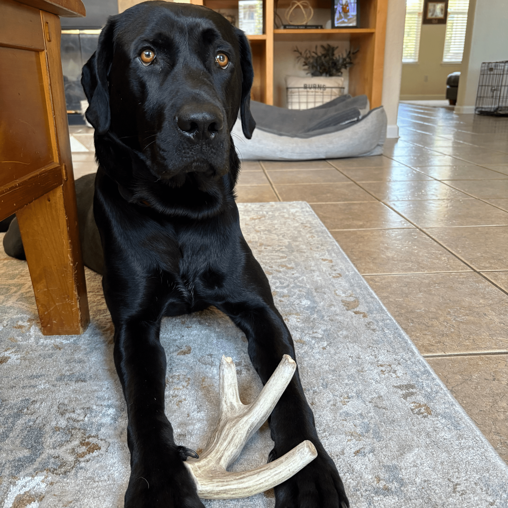 Black lab holding a deer antler dog chew on a living room floor