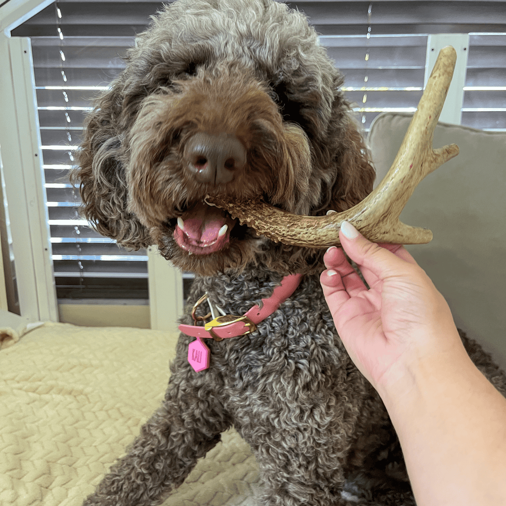 Curly-haired dog chewing a deer antler dog chew offered by a hand
