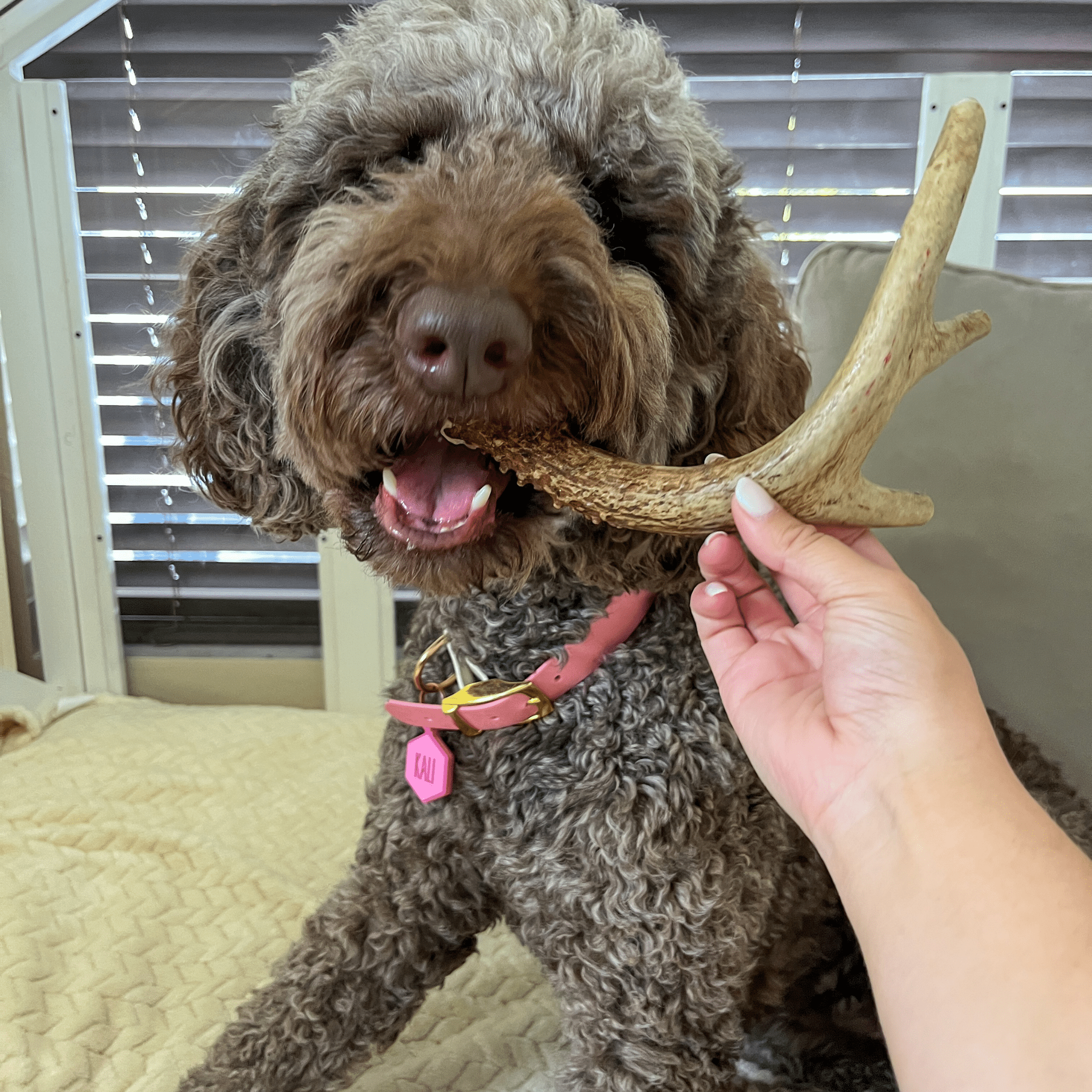 Curly-haired dog chewing a deer antler dog chew offered by a hand