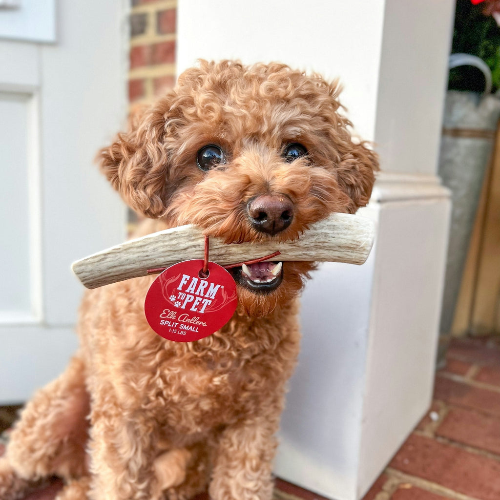 Small dog holding elk antler chew with red tag; pale antler bar across muzzle.