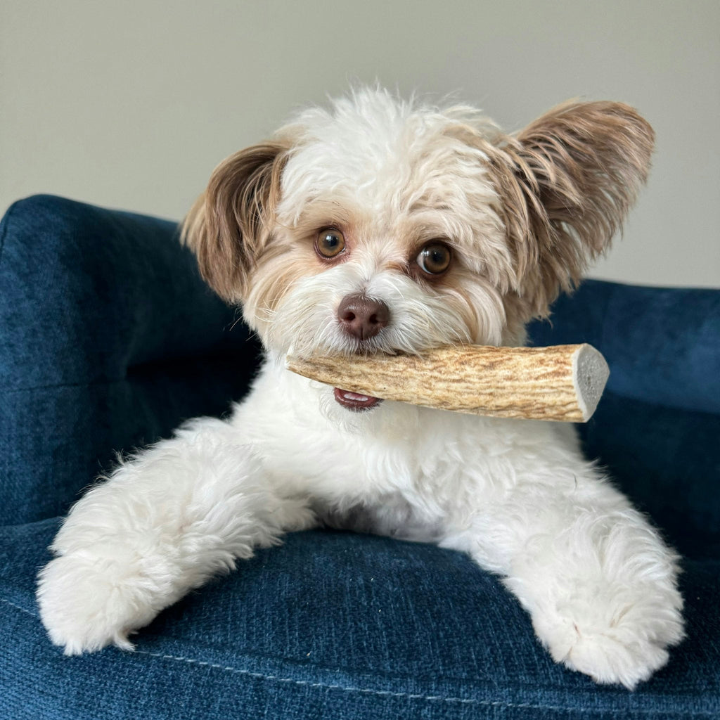 White dog holding elk antler chew with red tag; pale antler bar across muzzle.