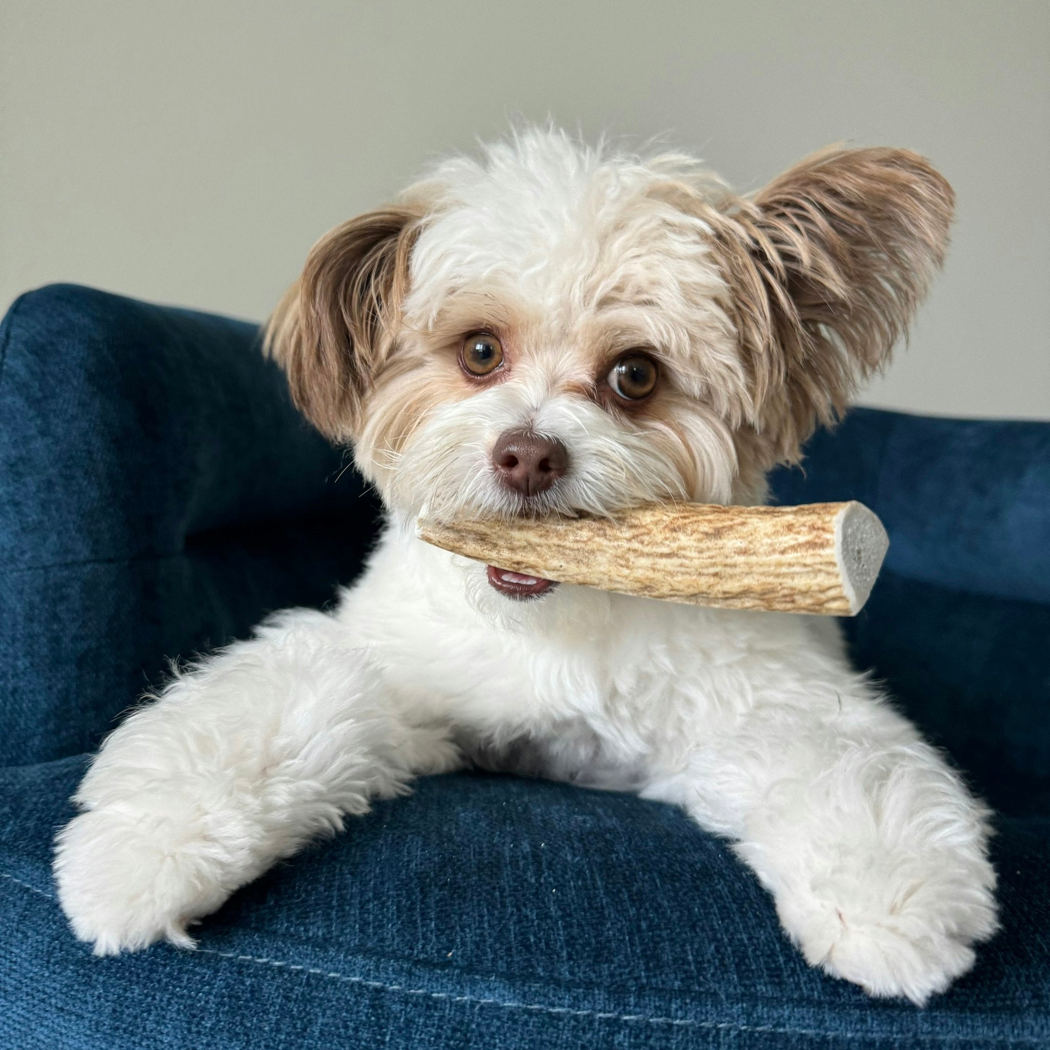 White dog holding elk antler chew with red tag; pale antler bar across muzzle.