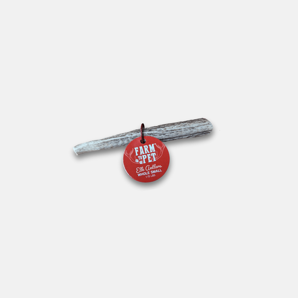 Elk antler dog chew, whole small antler piece with red hanging tag; pale gray-beige.