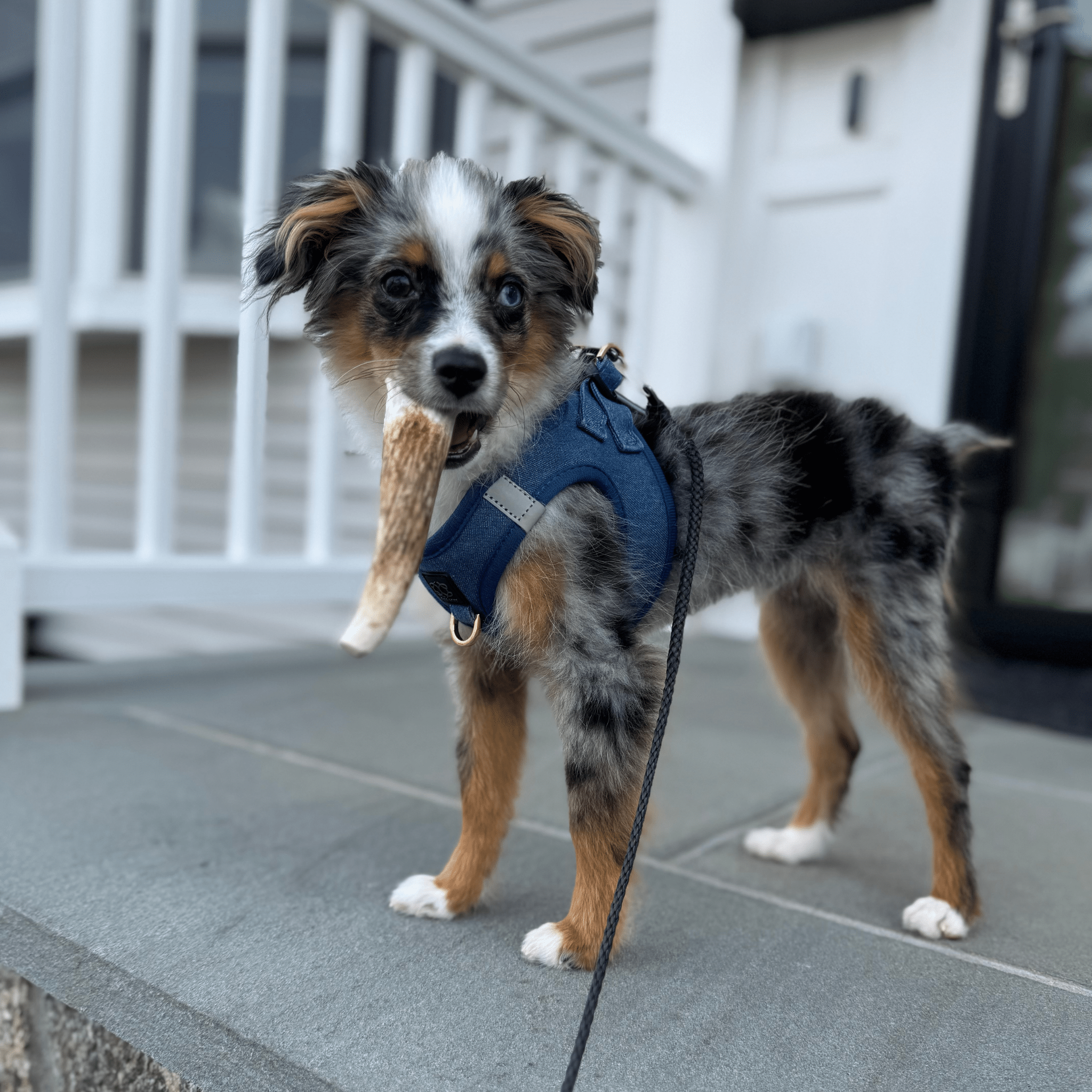 Small dog holding an elk antler chew in its mouth