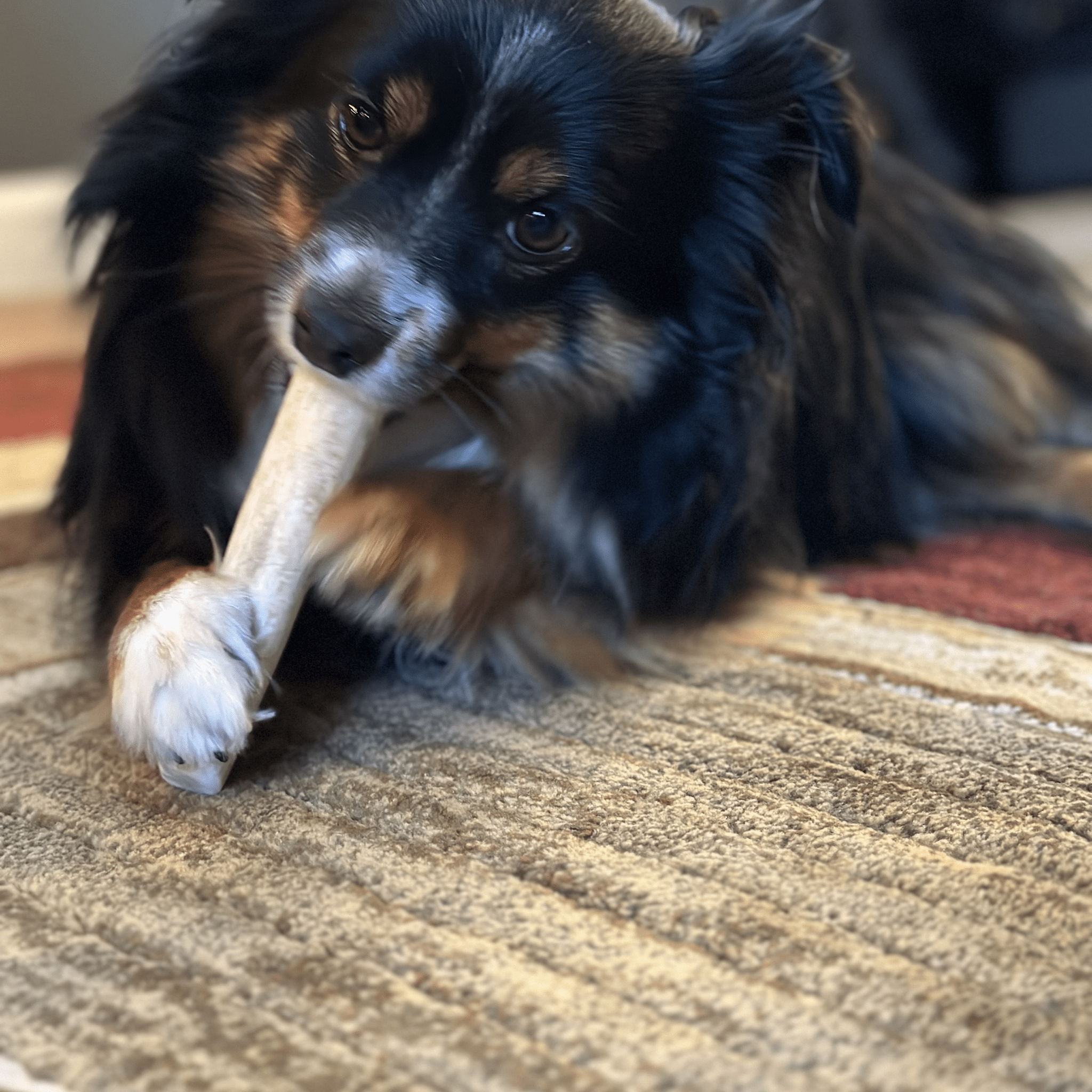 Dog chewing an elk antler chew on a rug