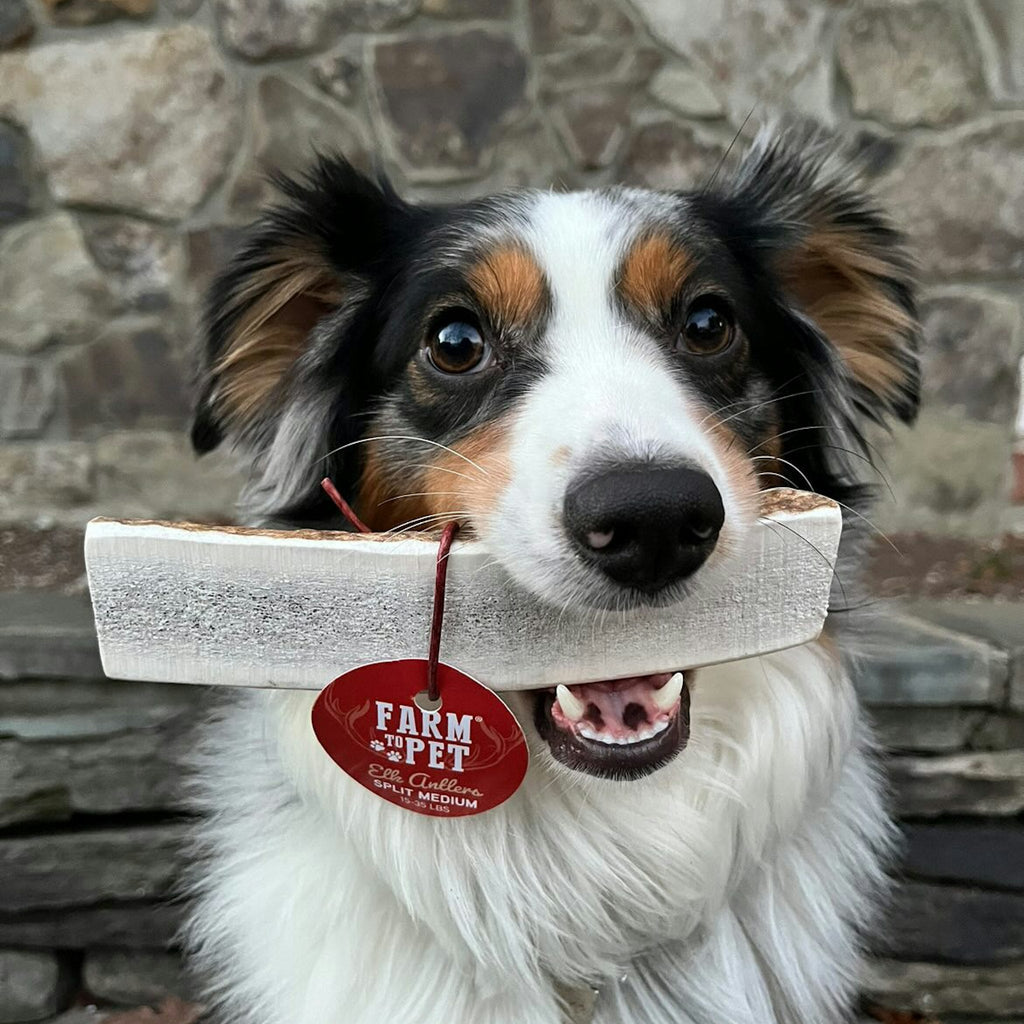 Dog chewing an elk antler chew with red Farm Pet tag