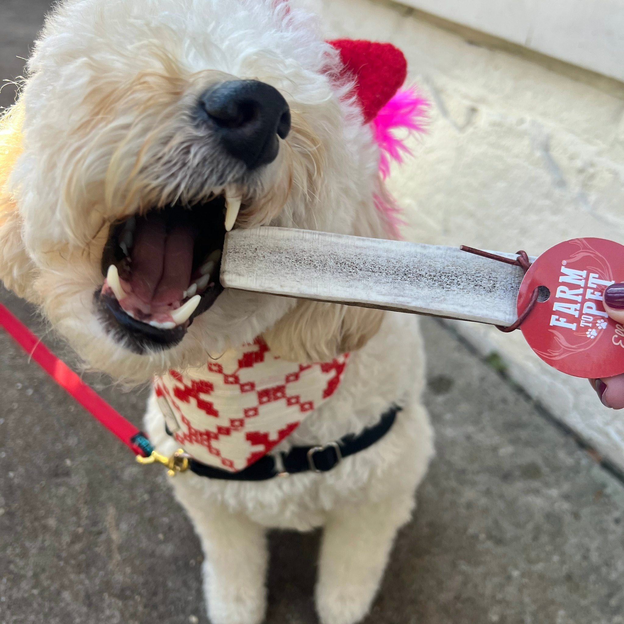 Small dog chewing an elk antler chew while wearing a red collar
