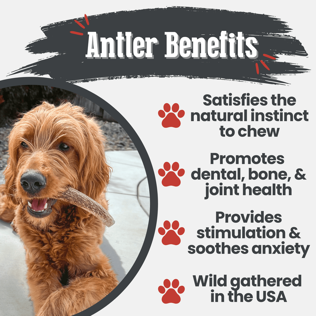 Dog holding an elk antler chew with Farm to Pet tag, natural antler
