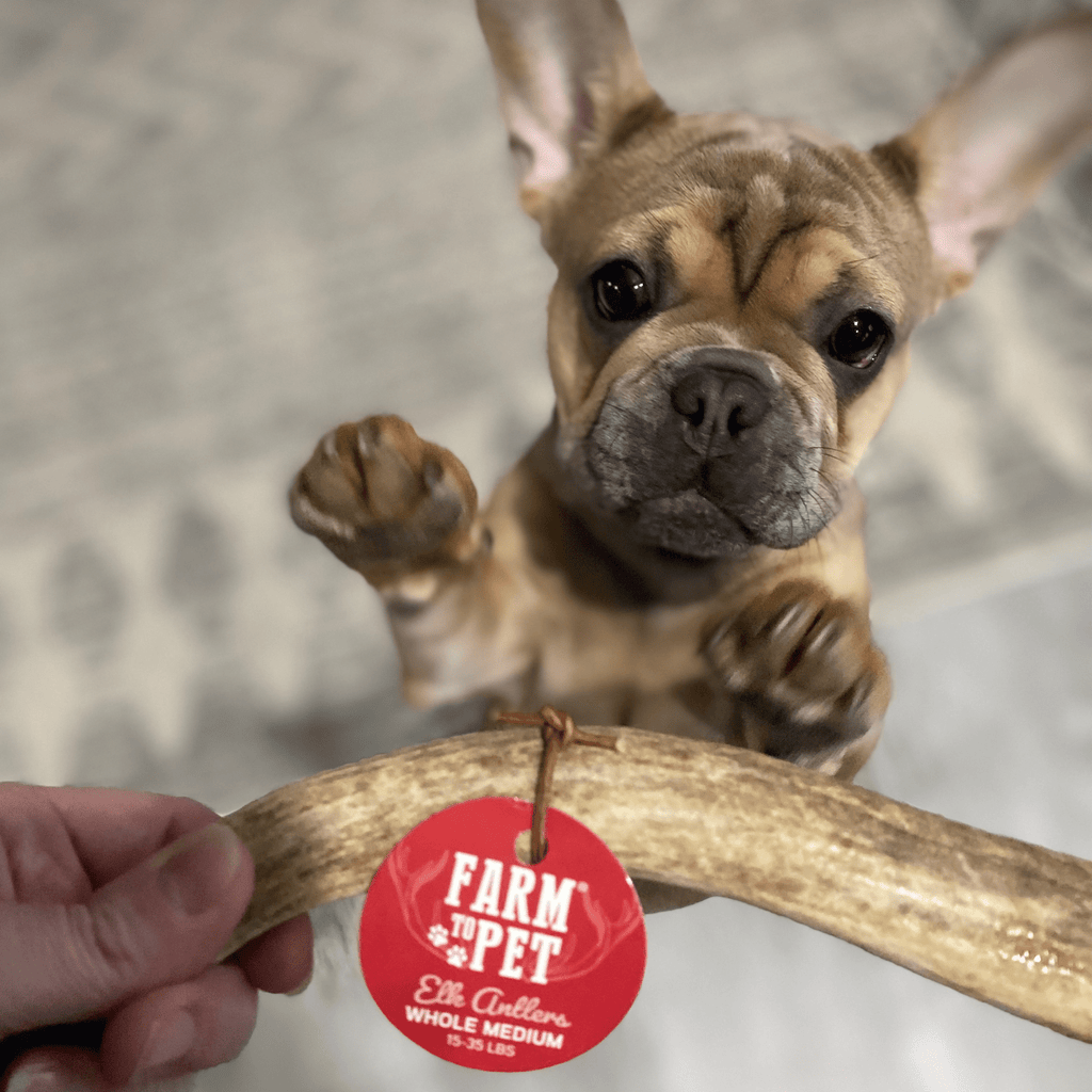 Hand offering an elk antler dog chew to a dog, with red Farm to Pet tag