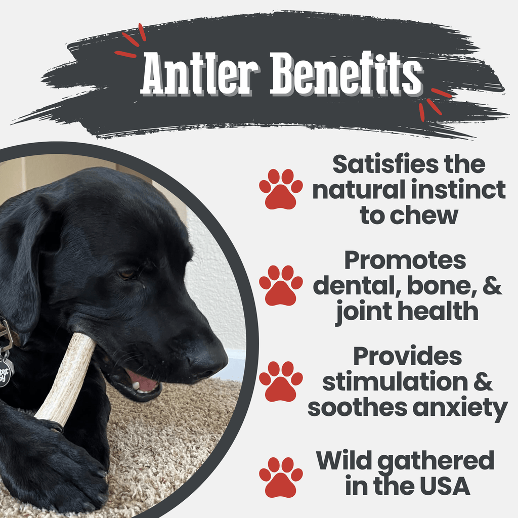 Black dog chewing an elk antler chew, natural antler with red Farm to Pet tag