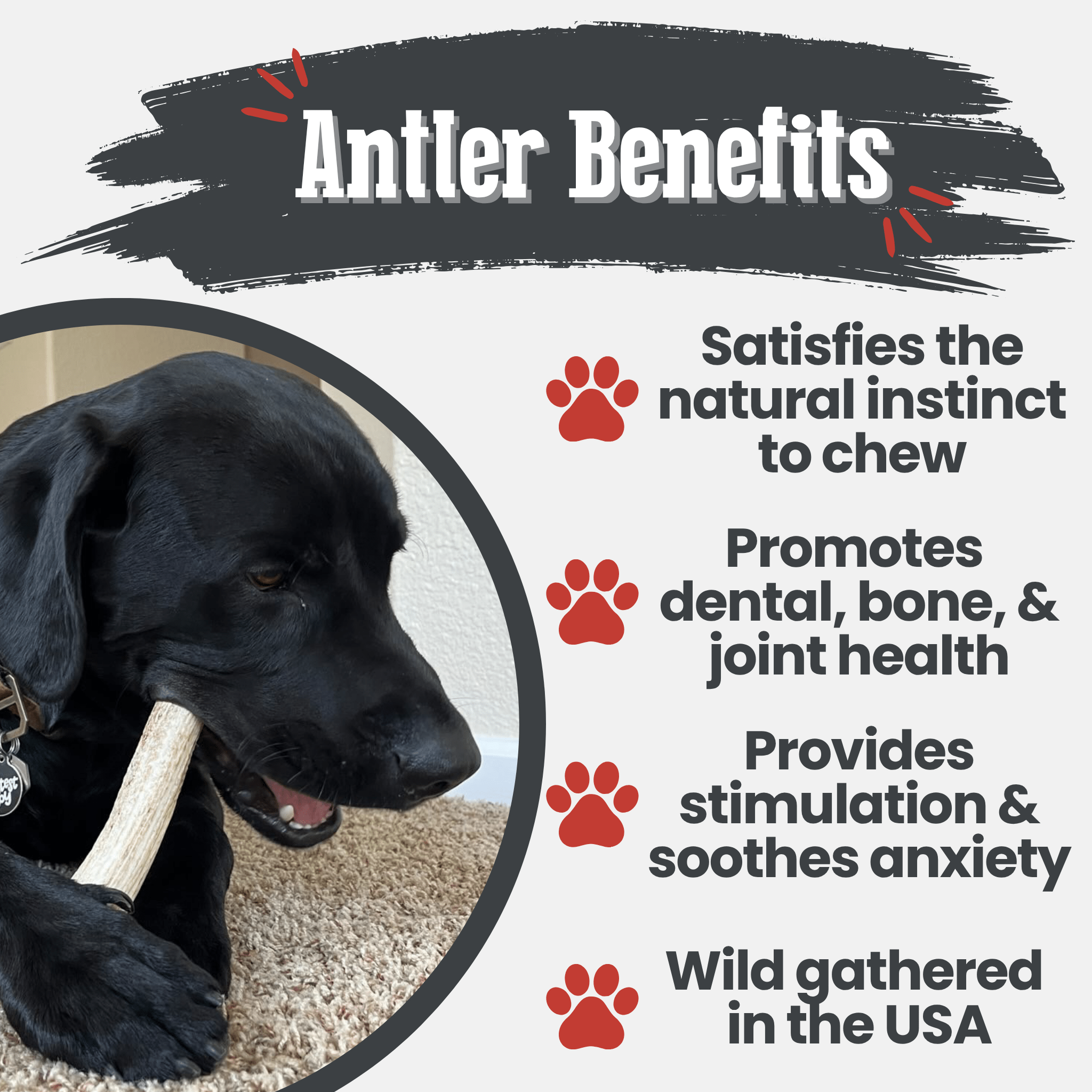 Black dog chewing an elk antler chew, natural antler with red Farm to Pet tag
