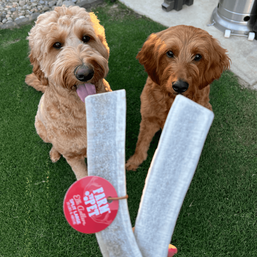 Two dogs chewing elk antler treats, light gray antler sticks with red brand tags