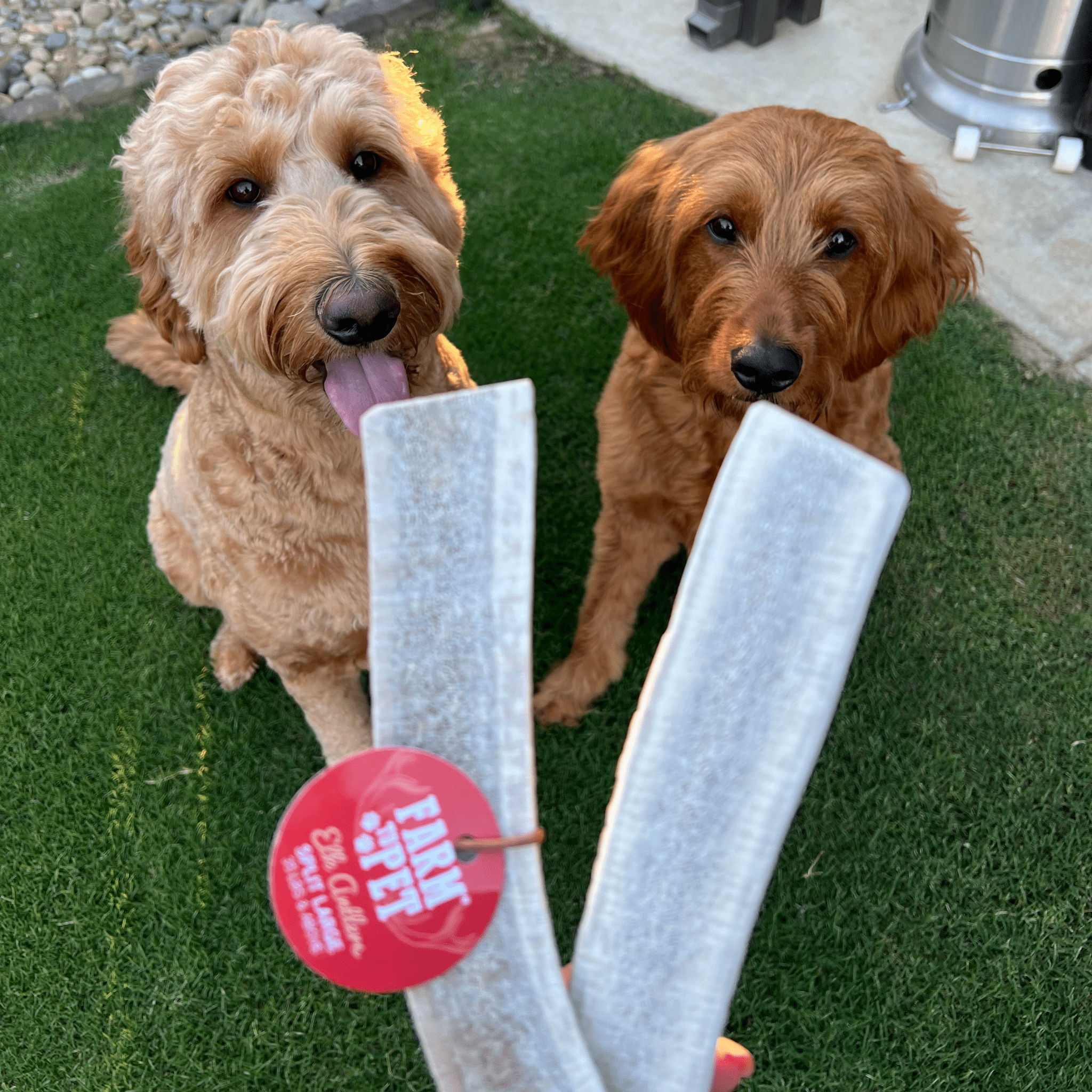Two dogs chewing elk antler treats, light gray antler sticks with red brand tags
