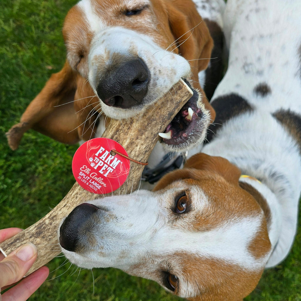 Dog chewing an elk antler chew, light brown antler with red brand tag