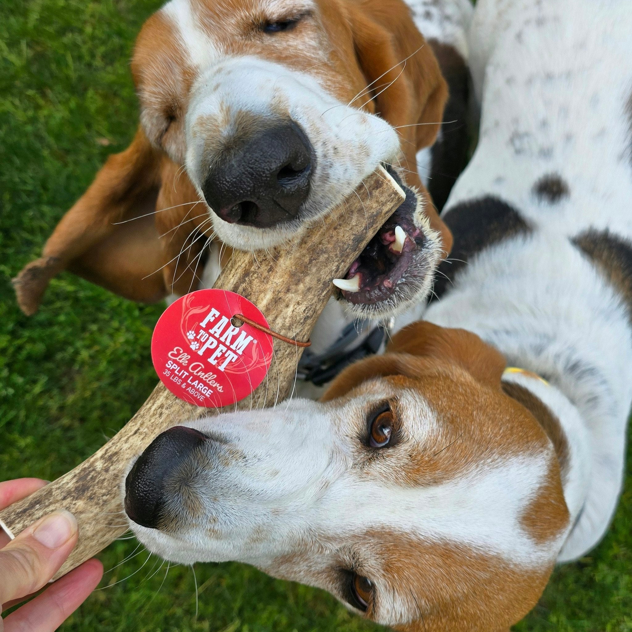 Dog chewing an elk antler chew, light brown antler with red brand tag