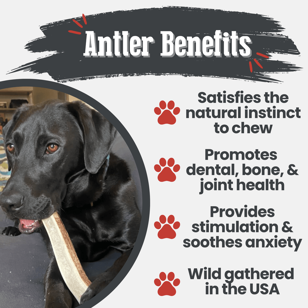 Dog holding an elk antler chew, light brown antler with red brand tag