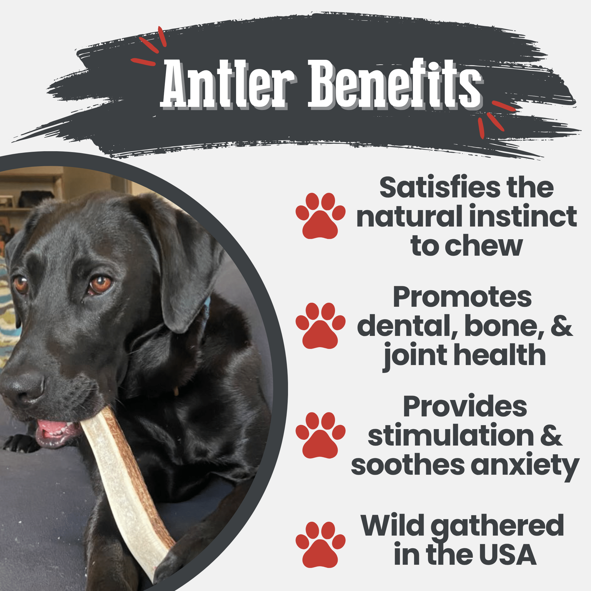 Dog holding an elk antler chew, light brown antler with red brand tag