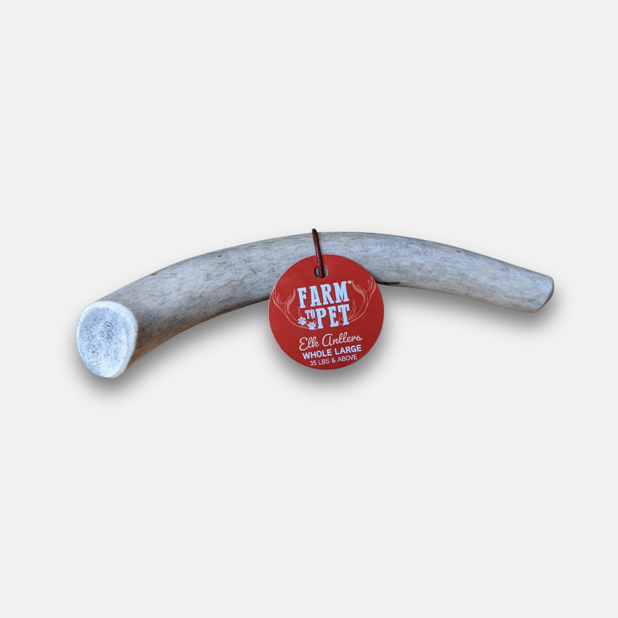 Whole elk antler dog chew, light gray curved antler with red brand tag attached