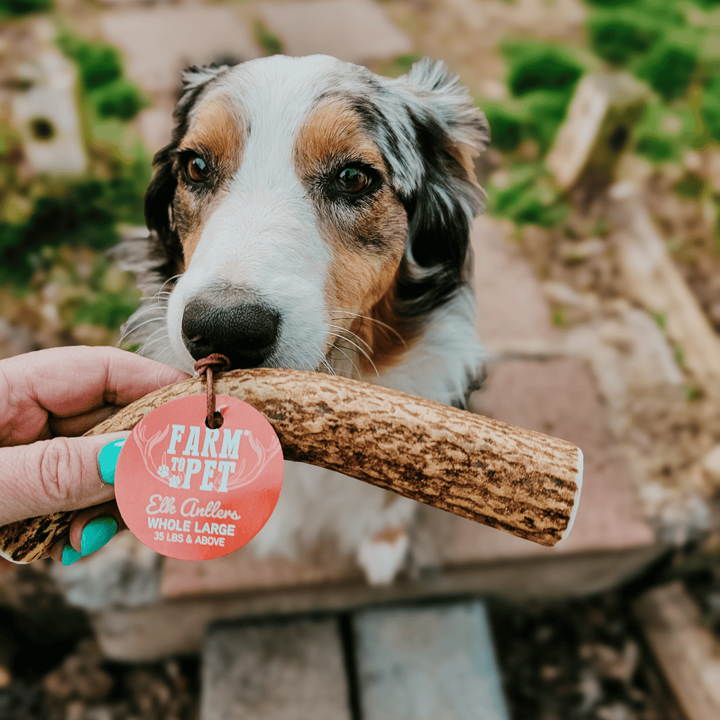 Dog chewing an elk antler chew held by a hand, light brown antler with red tag