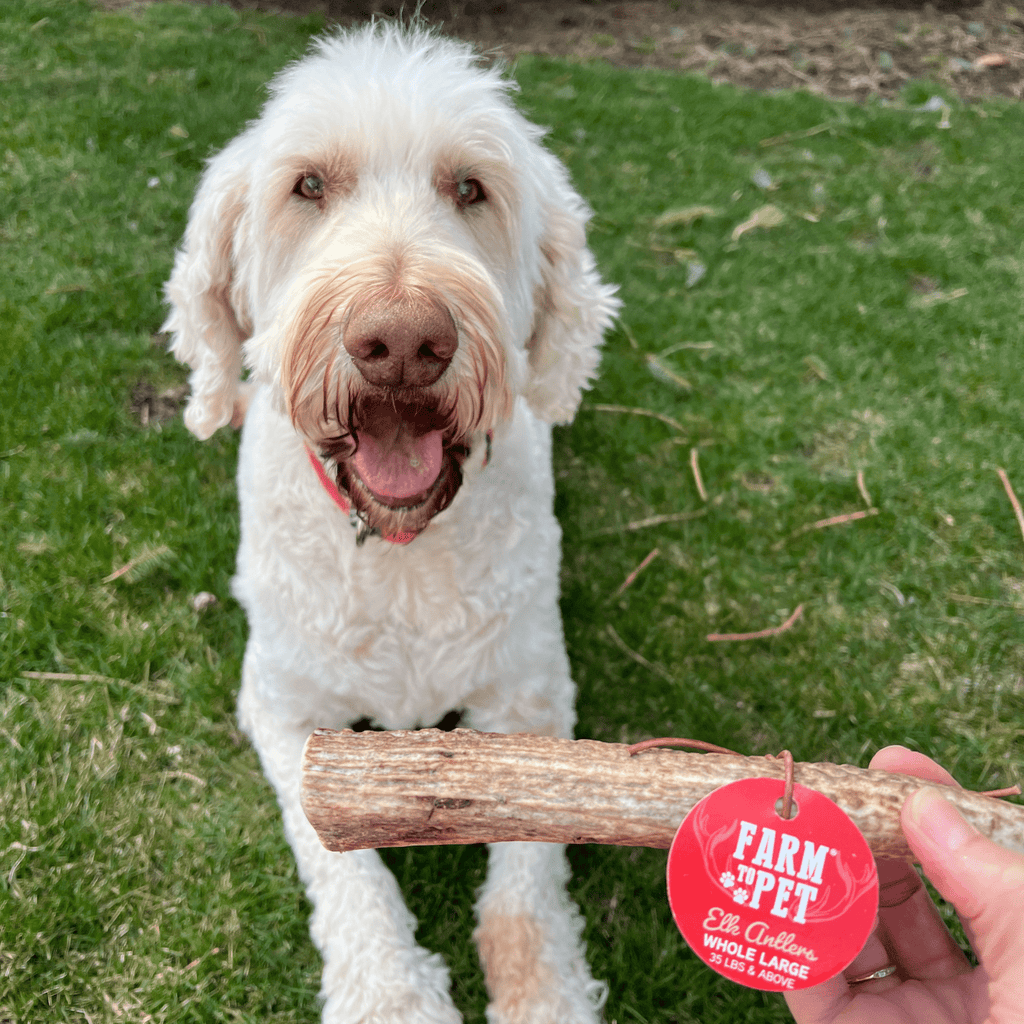 White dog holding a long elk antler chew outdoors on green grass