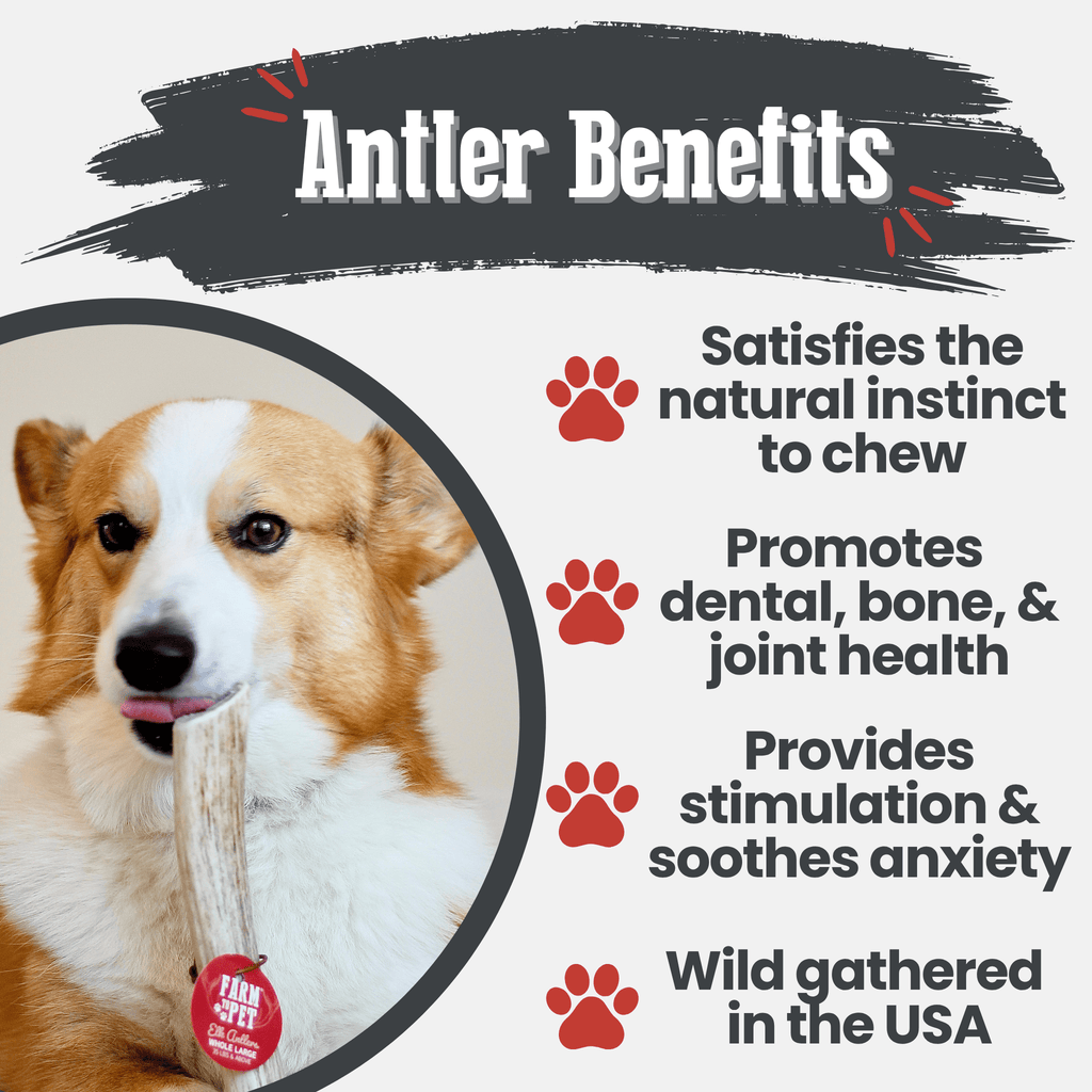Dog holding an elk antler chew on a benefits infographic