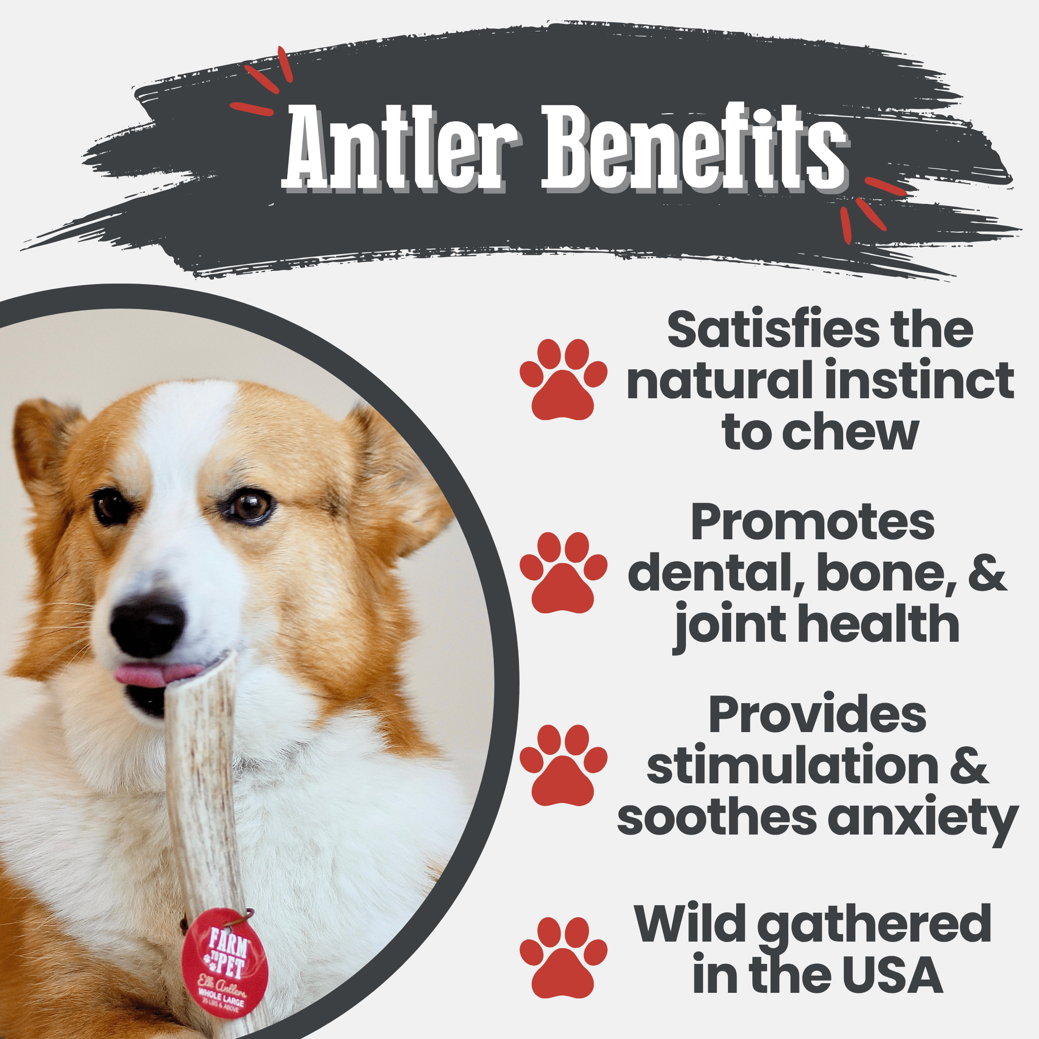 Dog holding an elk antler chew on a benefits infographic
