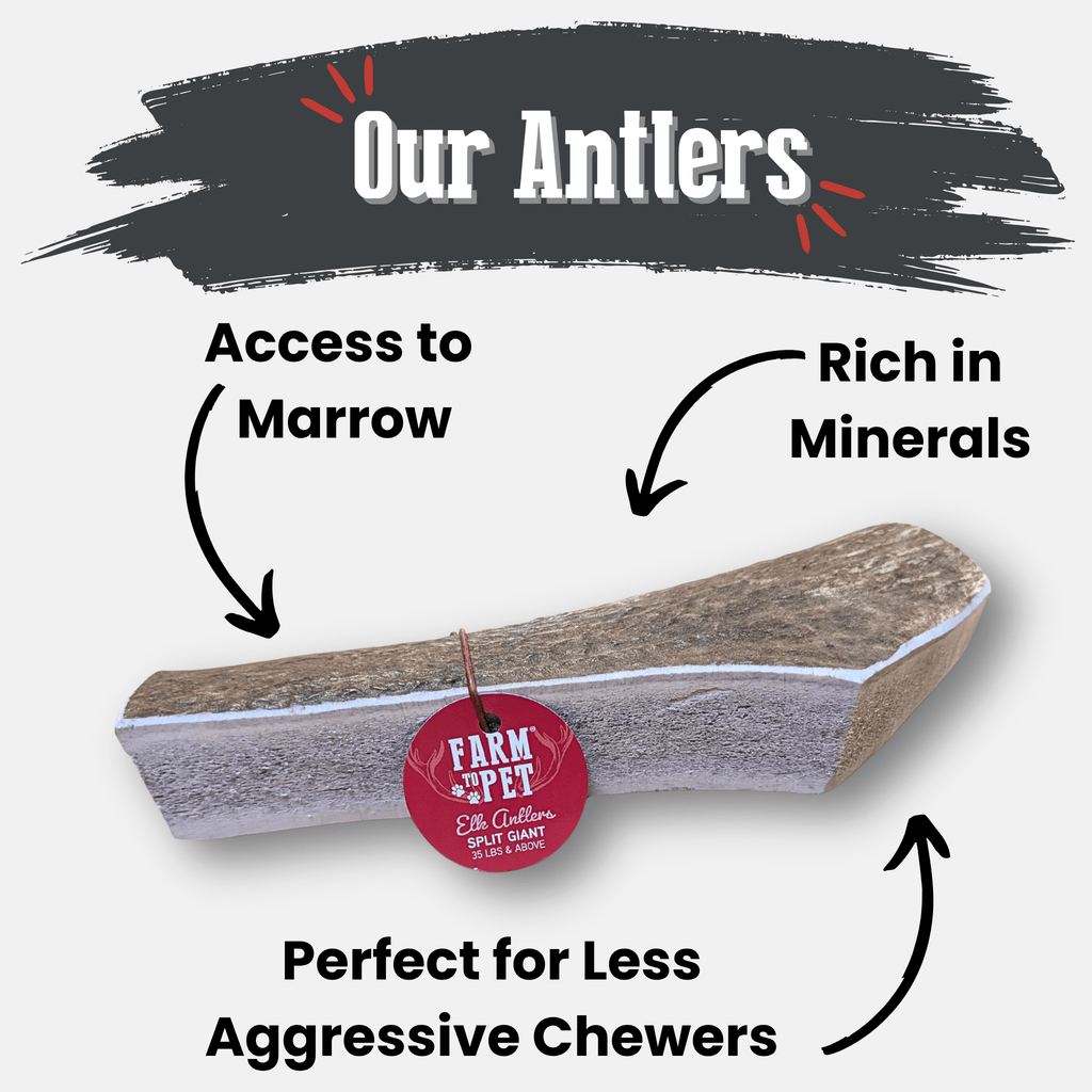 Long elk antler chew with red Farm to Pet tag on a plain white background