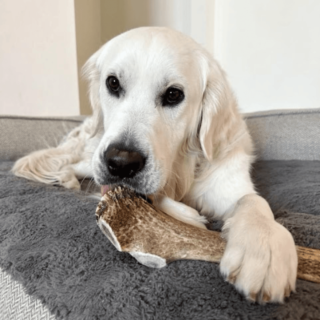 White dog lying on a gray couch chewing an elk antler chew