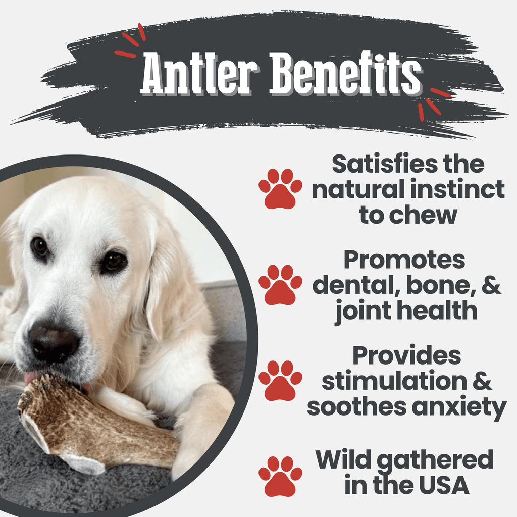 White dog with an elk antler chew on a benefits infographic
