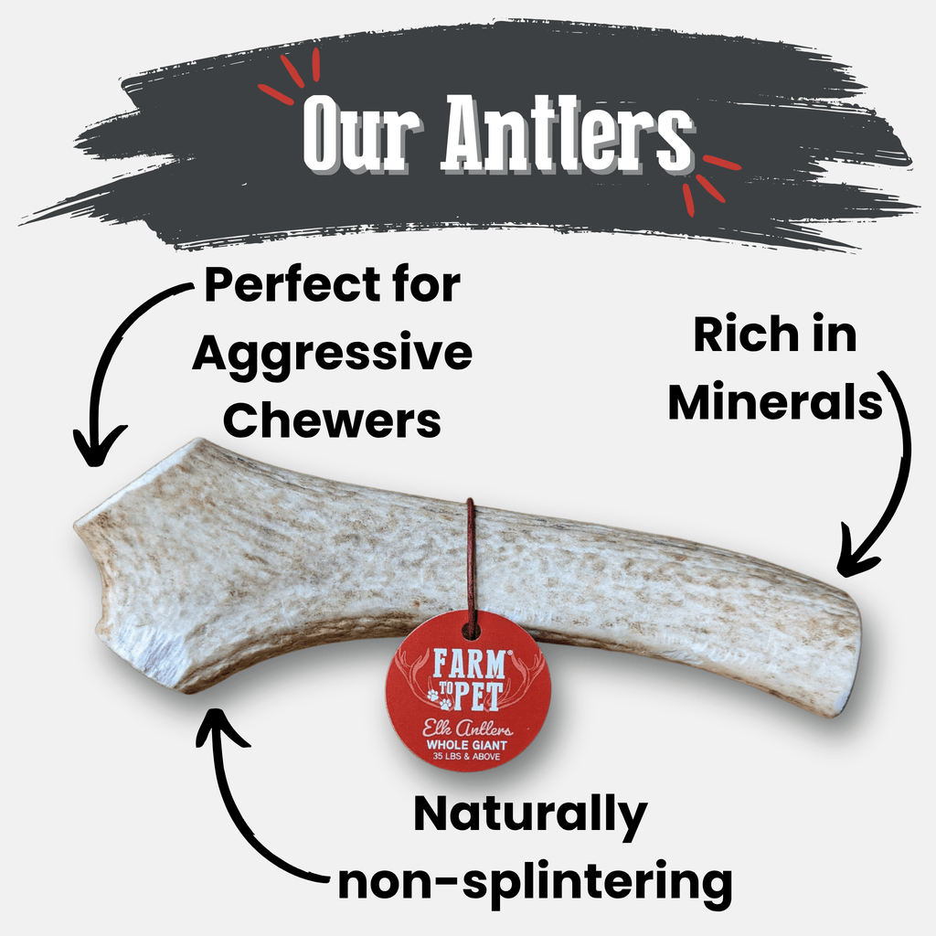 Elk antler chew, whole single piece with red Farm Pet tag