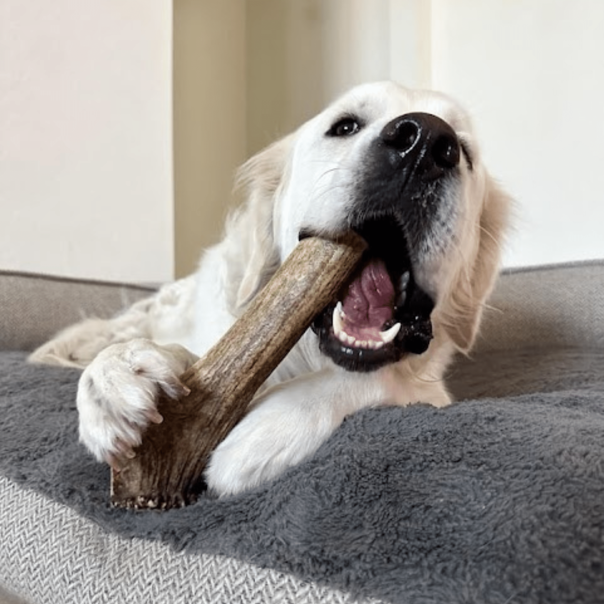 Dog chewing an elk antler chew on a couch, red tongue visible