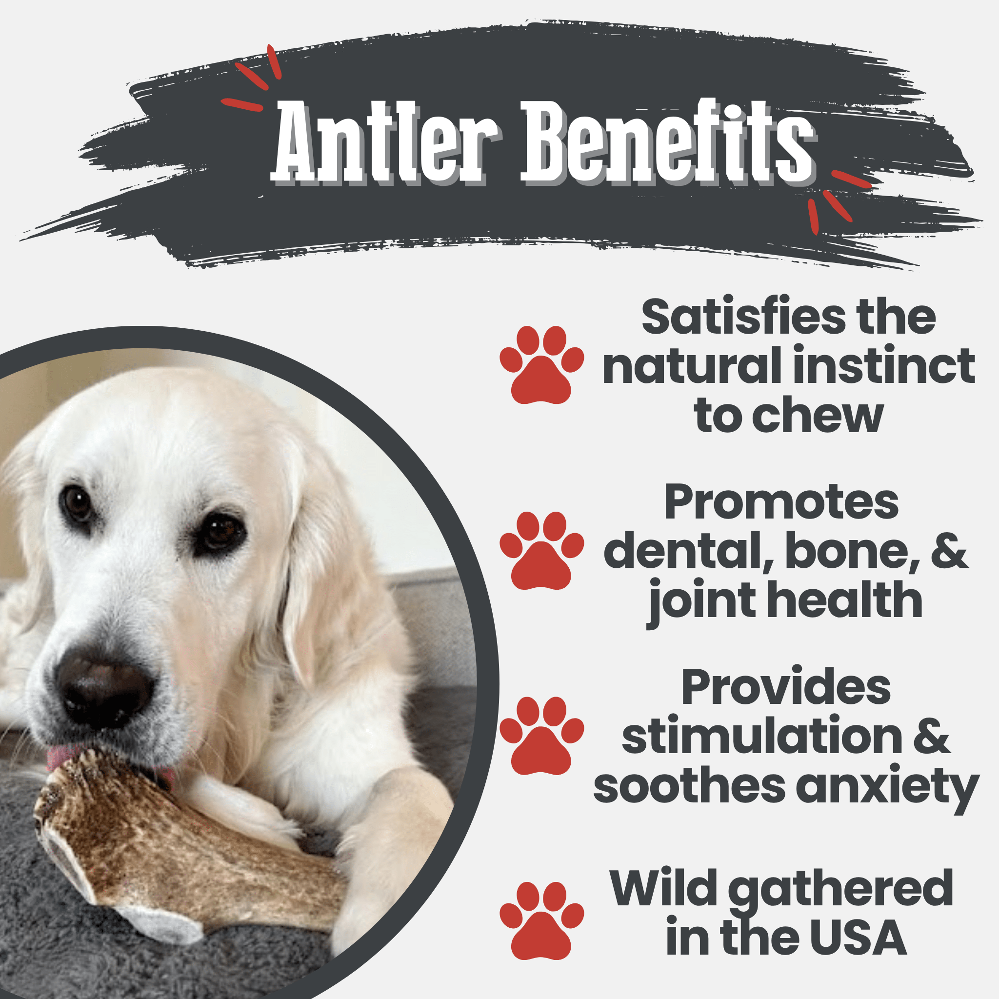 Elk antler chew benefits graphic with dog and antler chew