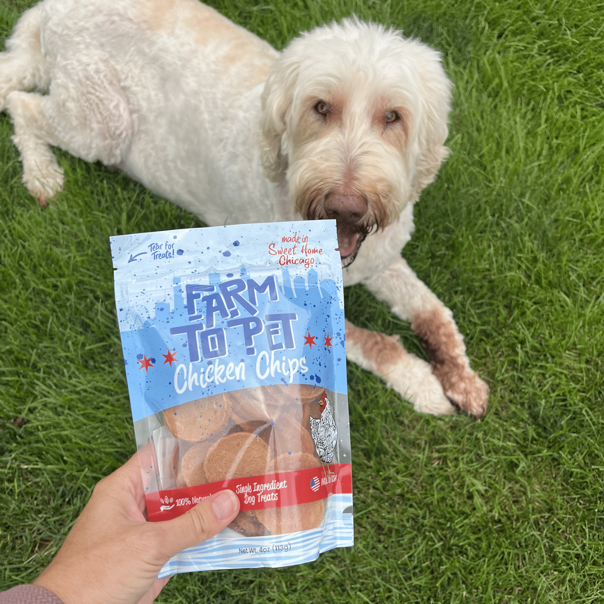 Hand holds chicken chip dog treat bag while a white dog reaches on grass