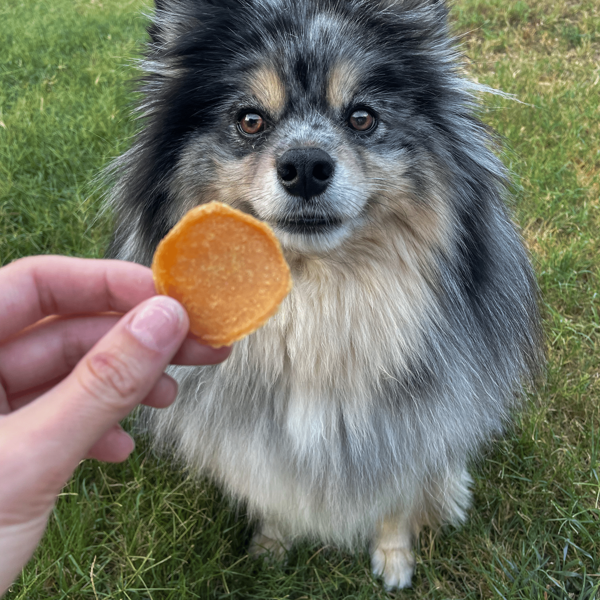 Small dog being offered an orange chicken chip treat by a hand outdoors