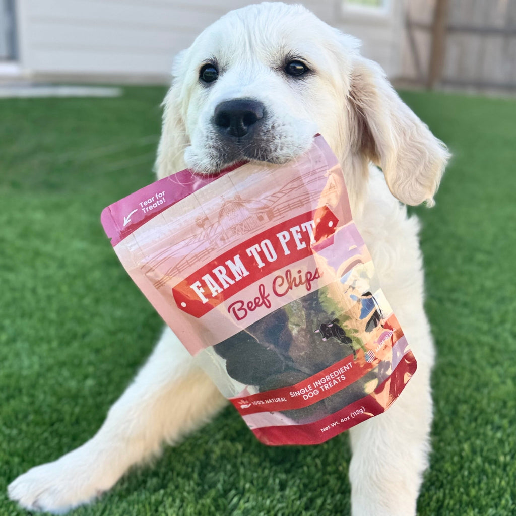 Golden retriever holding a beef chips for dogs bag in its mouth outdoors