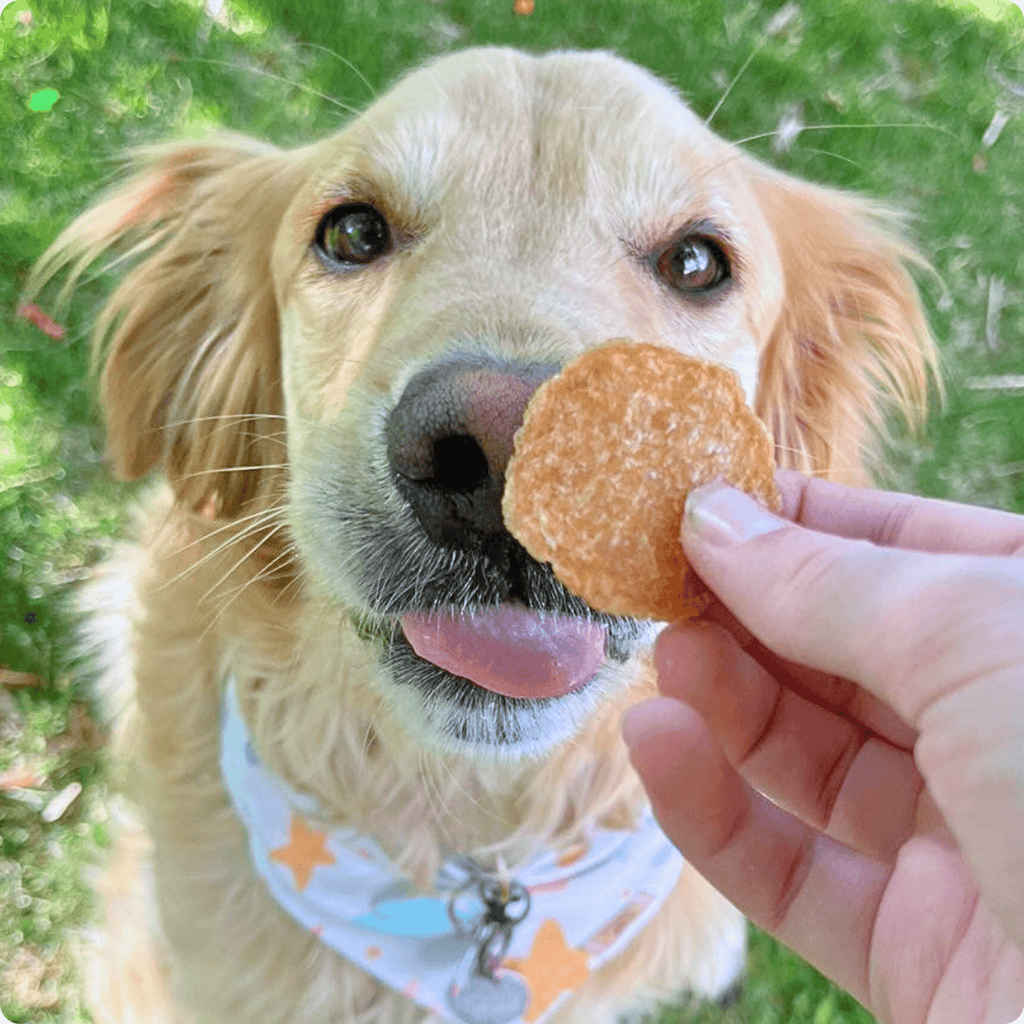 Dog holding a chicken chip treat in its mouth, single ingredient chicken snack