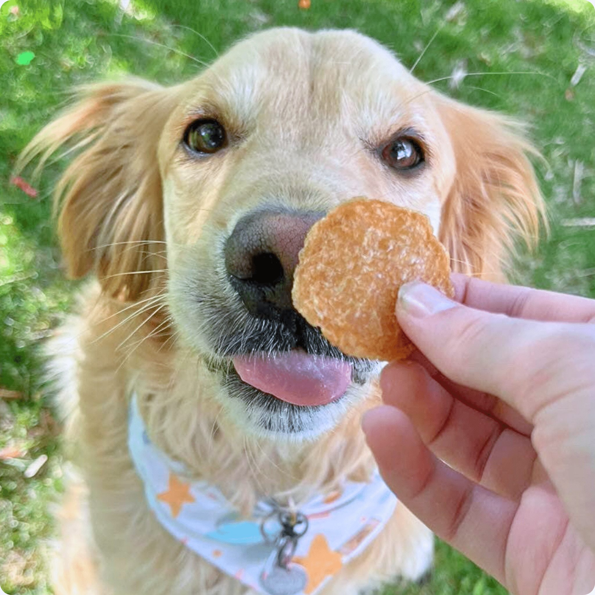 Dog holding a chicken chip treat in its mouth, single ingredient chicken snack