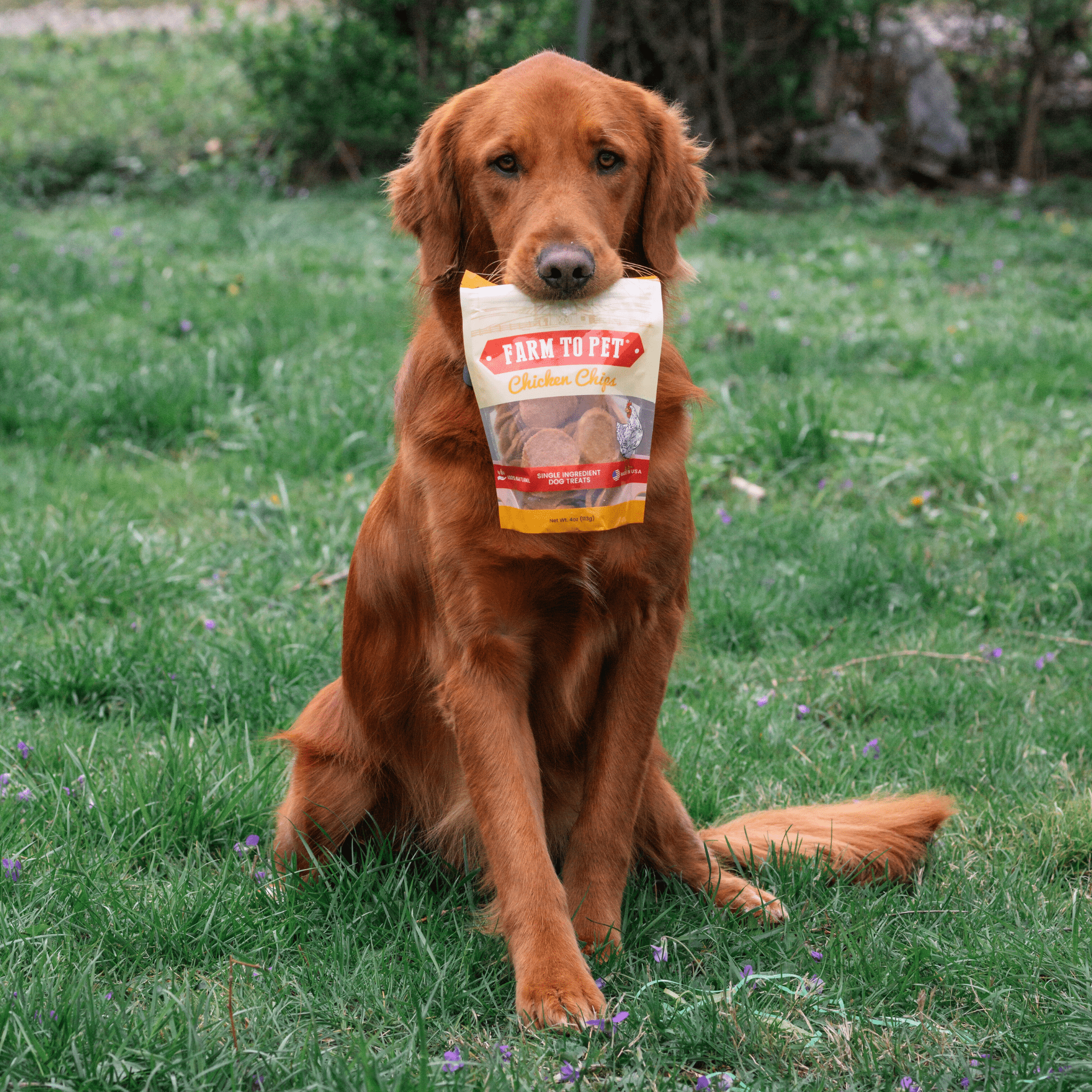 Red-brown dog sitting in grass holding a Farm to Pet chicken chips bag